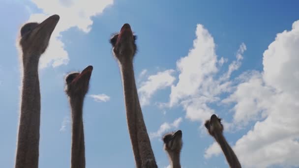 Granja de avestruces. Cultivo de avestruces. Primer plano. cabezas de avestruz con picos, en cuellos largos, contra un cielo azul con nubes. — Vídeo de stock