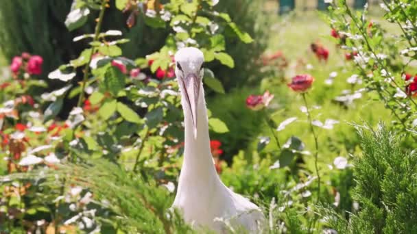 White stork. stork in wildlife. close-up. European White Stork bird. ciconia ciconia. — Stock Video