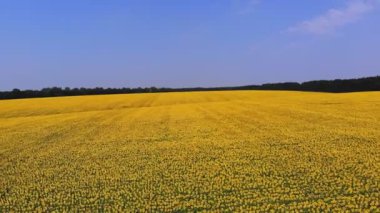 Ayçiçeği tarlası. Havacılık. Üst Manzara. Hava aracı videosu. Ayçiçeği tarlalarının üzerinde uçan. Mavi gökyüzüne karşı tarlalarda açan parlak sarı ayçiçekleri. Yaz günü. Tarım.