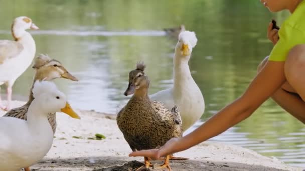 Feeding ducks. teenager girl is sitting by the lake or pond and feeding ducks with bread, in city park. Close-up — Stock Video