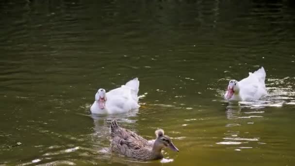 Утки и лебеди пасутся в пруду или озере, на закате, на солнце. крупным планом. лето. — стоковое видео
