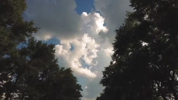 Looking up at trees. a below view, up to blue sky with white clouds, through moving silhouettes of green trees tops. road, clouds. — Stock Video