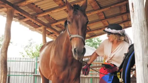 Hästvård. en ryttare flicka, med lgbt regnbåge symbol, flagga, rengör sin bruna vackra häst med speciell borste. Samhället. Regnbågsflagga. — Stockvideo