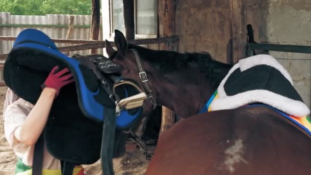 馬の世話だ。馬術スポーツ趣味。美しいライダーガール馬女は馬の農場やランチョの安定した状態で馬への鞍を確保します. — ストック動画