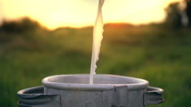 İnek sütü. Yakın plan. Gün batımında yeşil çayıra taze süt dökülüyor. Yan görünüş. Süt sağmak. Süt çiftliği. Süt ürünleri. Çiftçilik