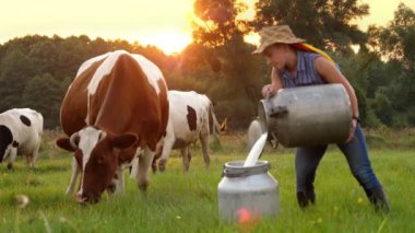 İnek sütü. Dişi çiftçi, gün batımında yeşil çayırlara taze süt dökerken arka planda inekler var. Süt sağmak. Süt çiftliği. Süt ürünleri. Çiftçilik