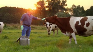 İnek sütü. Süt çiftliği. Çiftçi, gün batımında yeşil çayırında diğer ineklerle birlikte büyük bir ineği okşuyor. Süt sağmak. Süt ürünleri. Çiftçilik.