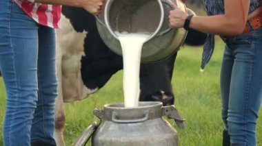 İnek sütü. Yakın plan. İki dişi çiftçi yeşil çayırlara taze süt döküyor. Arka planda bir inek var. Süt sağmak. Süt çiftliği. Süt ürünleri. Çiftçilik