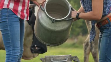 İnek sütü. Yakın plan. İki dişi çiftçi yeşil çayırlara taze süt döküyor. Arka planda bir inek var. Süt sağmak. Süt çiftliği. Süt ürünleri. Çiftçilik