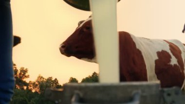 İnek sütü. Yakın plan. Taze süt konserve kutusuna dökülüyor, yeşil çayıra, gün batımında, arka planda bir inekle. Süt sağmak. Süt çiftliği. Süt ürünleri. Çiftçilik