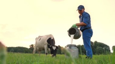 İnek sütü. Çiftçi yeşil çayıra taze süt döküyor, arka planda bir inekle. Süt sağmak. Süt çiftliği. Süt ürünleri. Çiftçilik