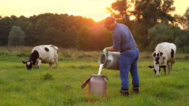 牛乳新鮮な牛。農家の背景に牛と緑の牧草地、日没時にすることができますに新鮮な牛乳を注いでいる。搾乳。酪農場だ。乳製品だ。農業 — ストック動画