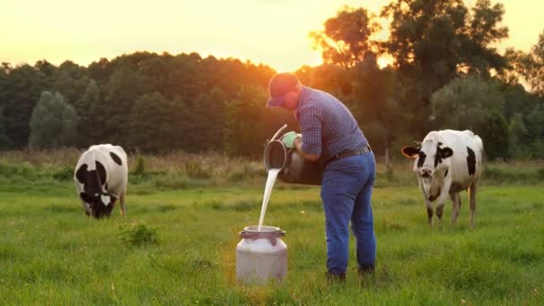 牛乳新鮮な牛。農家の背景に牛と緑の牧草地、日没時にすることができますに新鮮な牛乳を注いでいる。搾乳。酪農場だ。乳製品だ。農業 — ストック動画