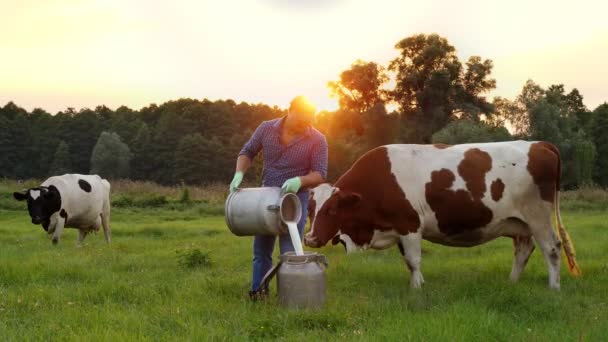 젖소 젖 신선 함. 농부들은 푸른 초원, 일몰 때, 젖소들을 등에 업고 신선 한 우유를 깡통에 붓고 있다. 젖짜는 일. 낙농장. 유통 제품. 농사 — 비디오