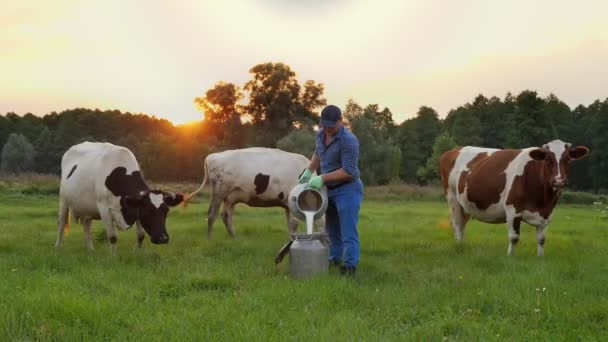 牛乳新鮮な牛。農家の背景に牛と緑の牧草地、日没時にすることができますに新鮮な牛乳を注いでいる。搾乳。酪農場だ。乳製品だ。農業 — ストック動画