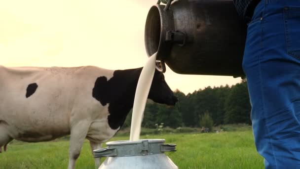 Komjölk färsk. närbild. Jordbrukaren häller färsk mjölk i en burk, på grön äng, med en ko på bakgrunden. mjölkar. mjölkgård. Mjölkprodukter. Jordbruk — Stockvideo