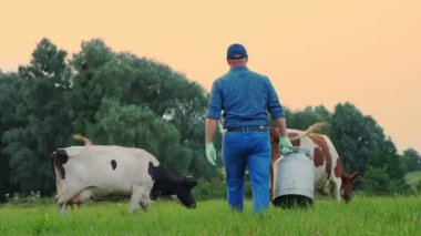 İnek sütü. Çiftçi, günbatımında otlayan ineklerin arka planına karşı yeşil çayır boyunca taze süt için büyük bir kutu taşıyor. Süt sağmak. Süt çiftliği. Süt ürünleri. Çiftçilik.