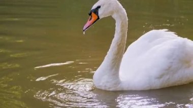 Kuğular gölette ya da gölde otlar, gün batımında, güneşte. Yakın plan. Yaz. Şehir parkı. Ördekler ve kuğular gölün dibinde yiyecek arıyorlar..