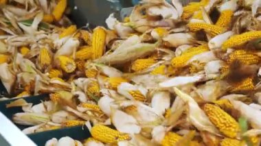 Mısır. Yakın plan. Mısır tohumu üretimi. Mısır işleme fabrikası. Üretim, tedarik ve mısır tohumlarının satışı için bir girişim. Tarım işi. Tarım.