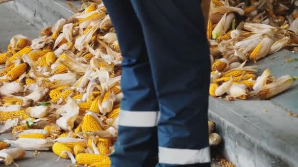 Mısır. Yakın plan. İşçi mısır koçanları boşaltılırken bir kürekle konteynıra yüklüyor. Mısır işleme fabrikası. Tarım işi. mısır tohumları üretimi. — Stok video
