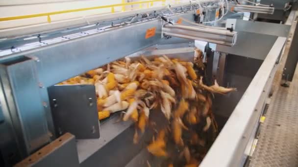 Du maïs. production de graines de maïs. Usine de transformation du maïs. une entreprise de production, d'approvisionnement et de préparation à la vente de semences de maïs. Agro-alimentaire. Agriculture. — Video