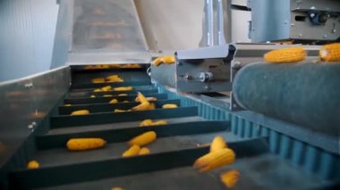 Mısır. Yakın plan. Mısır tohumu üretimi. Mısır işleme fabrikası. Üretim, tedarik ve mısır tohumlarının satışı için bir girişim. Tarım işi. Tarım.