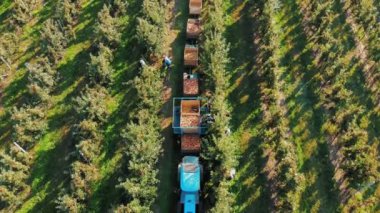 Elma yetiştiriciliği. Elma hasatı Elma ağaçları. Elma hasadı. Elma bahçesi. Aero, üst manzara. organik gıda.