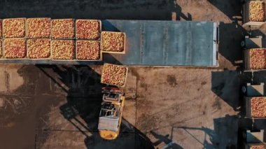 Elma yüklüyorum. Elma yetiştiriciliği. Elma hasatı Elma hasadı. Aero, yukarı aşağı. Hava manzaralı. Elma kutusu. Taze toplanmış elma yükleme ve boşaltma, onların daha ileri ulaşım