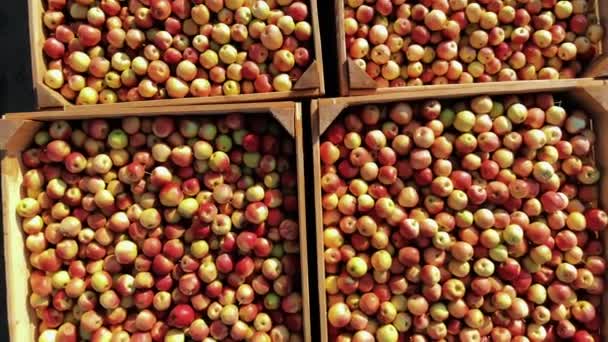 Cajas de manzana. cosecha de manzana. cosecha de manzana. Primer plano. Arriba hacia abajo. grandes cajas de madera, llenas de manzanas recién cosechadas, al aire libre. cultivo de manzanas — Vídeo de stock