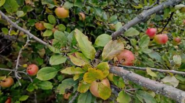 Elma ağacı dalları yemyeşil yapraklar arasında olgunlaşan meyvelerle dolu. Bahçede doğal meyveler..