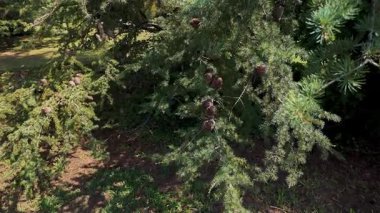 Ormandaki yeşil iğneler arasında büyük konileri olan ladin dalları. Doğal ortamda kozalaklı ağaç.