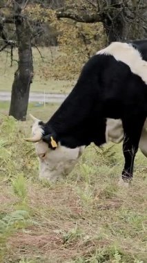 Kuzey İtalya 'da kırsal alanda inekler ağaçların arasında otluyor. Doğal ortamda serbest tarım sığırları.