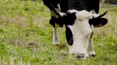 Mandıra ineklerinin kırsalda otlamasına az kaldı. İtalya özel sektöründe çiftlik hayvanları yetiştiriciliği.