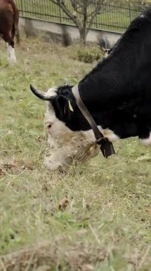 Çayırda taze ot çiğneyen inek kafasının yakın çekimi. Beslenme sırasında süt hayvanlarının detaylı görünümü.