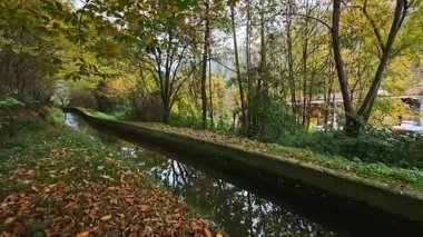 Etrafı sonbahar ağaçları ve düşen yapraklarla çevrili yosunlu kanallar. Orman bölgesinde yapay hidrolik yapı.
