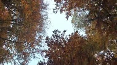 Aşağıdan gelen sonbahar ağacı bulutlu gökyüzüne karşı kırmızı-turuncu yaprakla taçlandırılır.