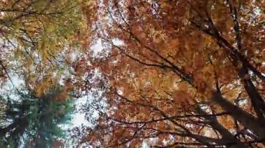 Altından parlak gökyüzüne uzanan altın-turuncu yapraklı sonbahar ağaçları. Doğal orman bakış açısı.