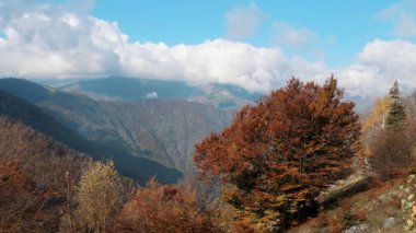 Önünde sonbahar ağaçları ve uzaktan sisli dağ zirveleri olan Alp manzarası..