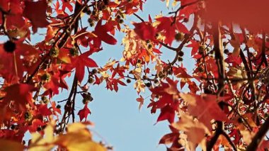 Mavi gökyüzüne karşı kırmızı ve sarı sonbahar yaprakları ile yoğun akçaağaç taç yukarı görünüm.