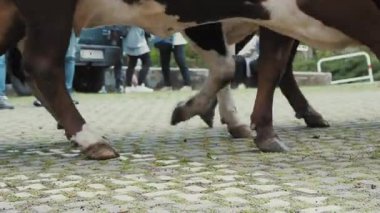 Çobanlar dağ ineklerini küçük bir dağ köyünden geçiriyorlar. İtalya 'da geleneksel sığır gütme (transhumance).