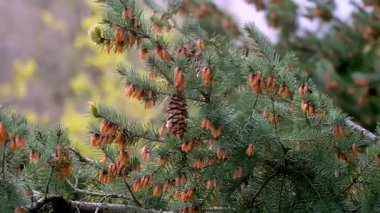 Yeşil ladin dalında büyüyen çam kozalaklarının yakın çekimi. Ormanda kozalaklı ağaç detayı.