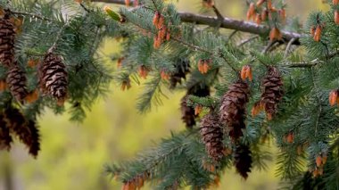 Bahar ormanında genç kozalaklı ladin dalıyla. Yeşil iğneli kozalaklı ağaç detayı.