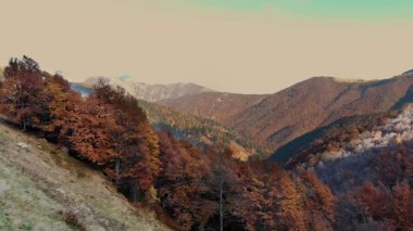 İtalyan Alpleri 'nin renkli sonbahar ağaçlarından oluşan halısını gösteren sinematik hava görüntüleri. Manzara ılık mevsimsel ışıkla aydınlatılır..