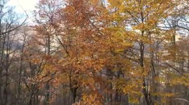 İtalyan Alpleri 'ndeki yoğun ormanlık arazide parlak kırmızı ve turuncu sonbahar yapraklarıyla ağaçlar sergileniyor..