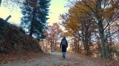 Sonbaharda Alpler 'de aktif eğlence. Genç bayan yürüyüşçü, dağlık tepelerin yakınında canlı yapraklarla sık ormanlarda geziniyor..