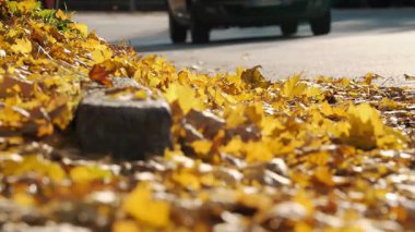 Şehir yolunda uzanan altın sonbahar yaprakları sessiz bir kasabada bir araba içinden geçerken. Mevsimlik şehir manzarası.