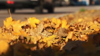 Sonbahar boyunca küçük bir İtalyan kasabasında sarı yapraklarla kaplı bir yol manzarası.