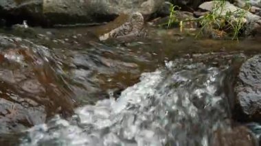 Vahşi dağ nehri, hızlı akıntısı ve kristal berrak suyu ormandaki taşların üzerinden akıyor..
