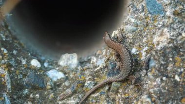 Güneşli bir günde gri bir taşın üzerinde oturan bir kertenkelenin yakın çekimi. Ormanda yaygın sürüngen, vahşi yaşam ve ekoloji kavramı.