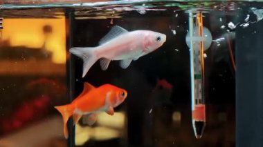 Su tankında cam bir termometrenin yanında yüzen küçük balıklar. Su ortamının ve sıcaklığın izlenmesi.